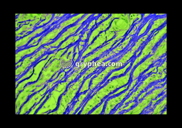 Fibres élastiques x100 - gryphea.com